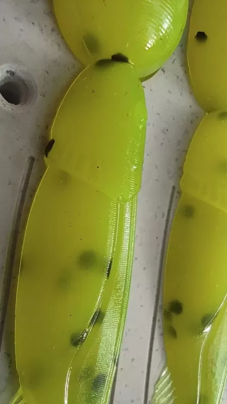 Сомик 4 