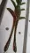 Scissor 105