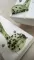 Easy Shiner 5.5