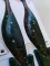 Westin Shad 100