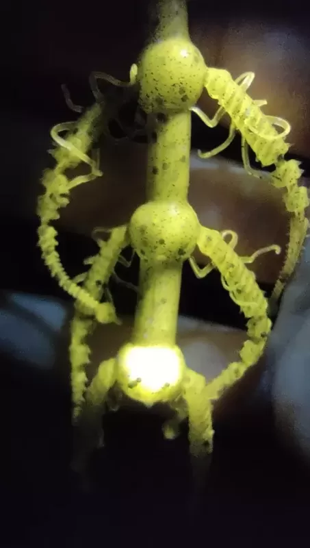 FUNGUS