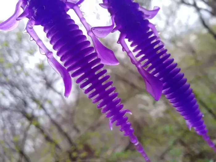 LOX violet