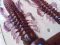 LOX rosy
