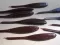 Shad Impact 55